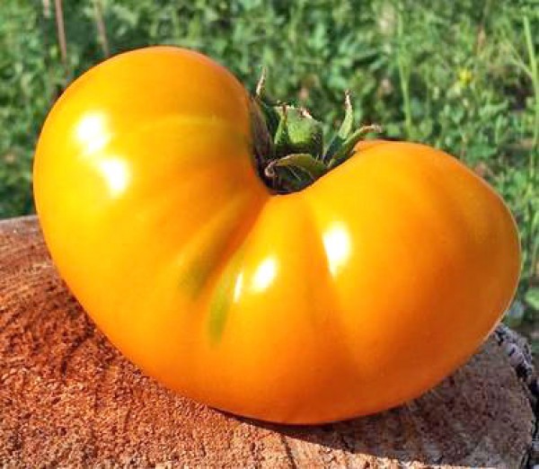 Azoychka Tomato Seeds