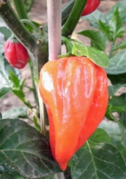 Fatalii Red Chili Seeds