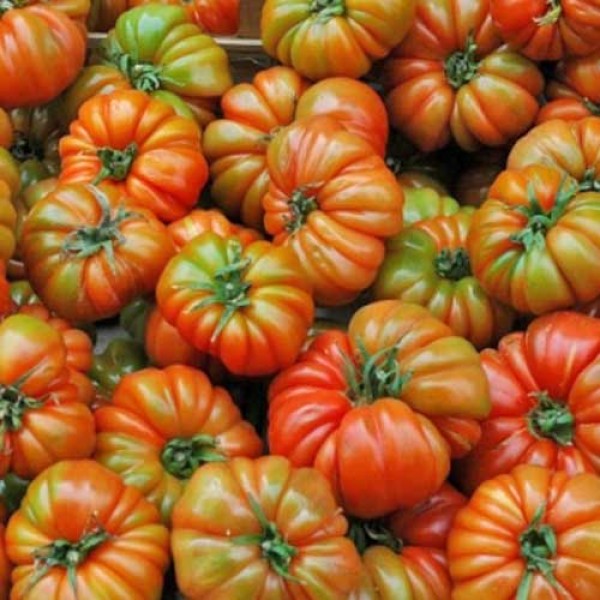 RAF Tomato Seeds - buy online at chili-shop24.com