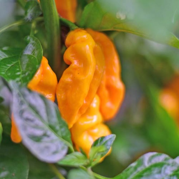 Organic Lucifer´s Dream Yellow Chilli Seeds