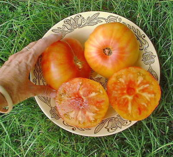 Pineapple Beefsteak Tomato Seeds