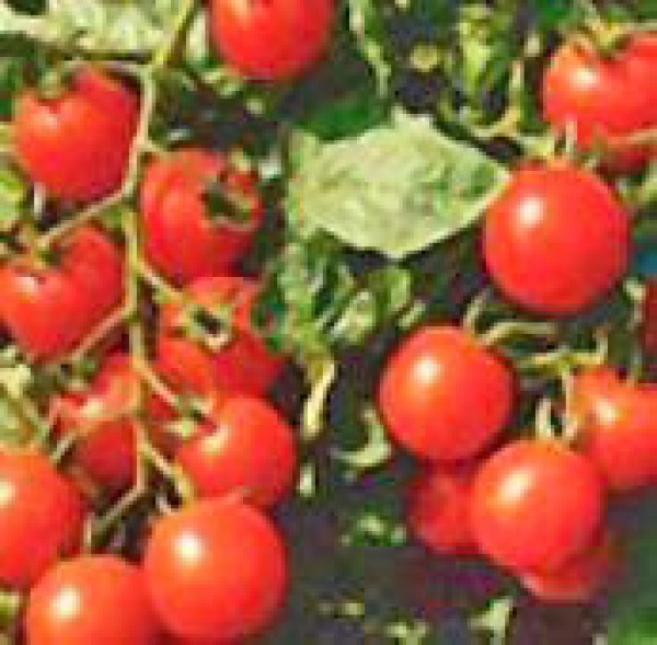 Small Red Cherry Tomato Seeds
