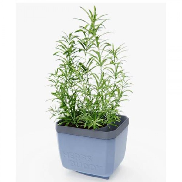 Herbs Buddy Herb Pot blue