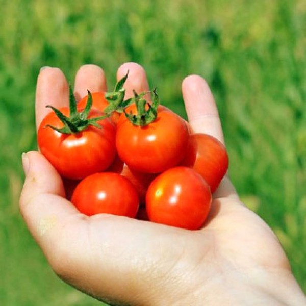 Mano Tomato Seeds