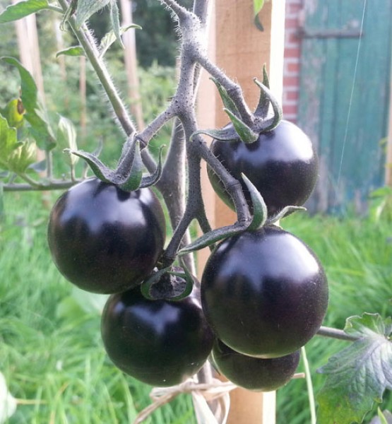 Indigo Rose Tomato Seeds