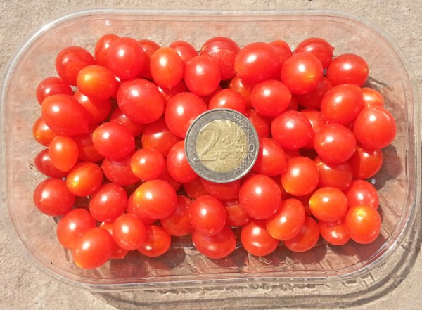 Currant Tomato Seeds - red