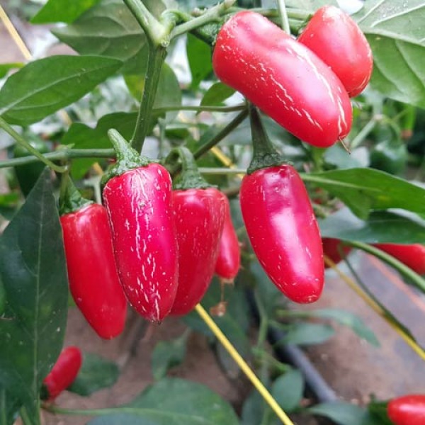 Jalapeno TAM Chili Seeds