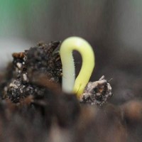 Chili-Zuchtanleitung_01.jpg Chili-Zuchtanleitung_01.jpg