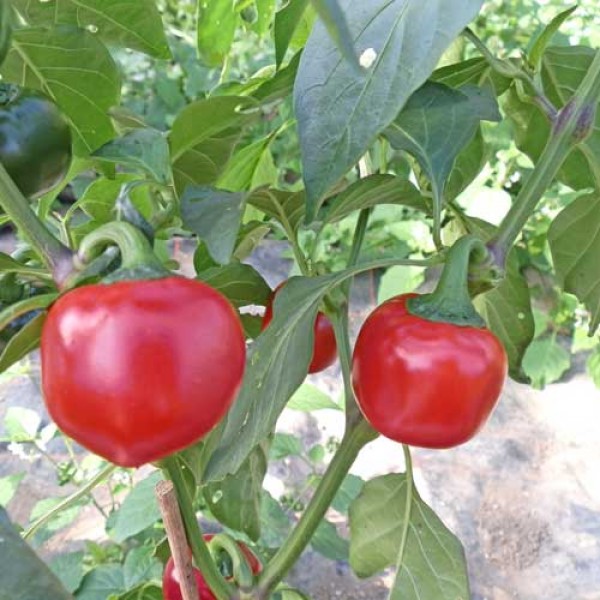 Cherry Bomb / Cherry Pepper Chili Seeds