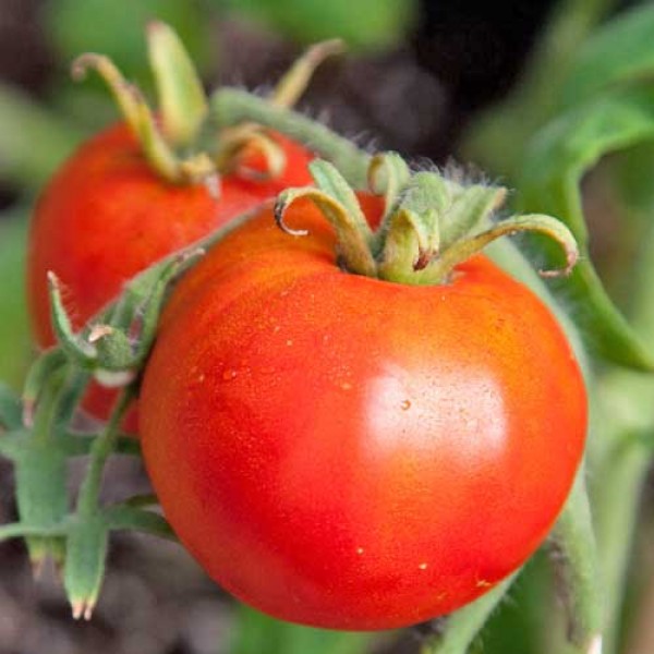 Legend_Tomaten_Samen_1.jpg