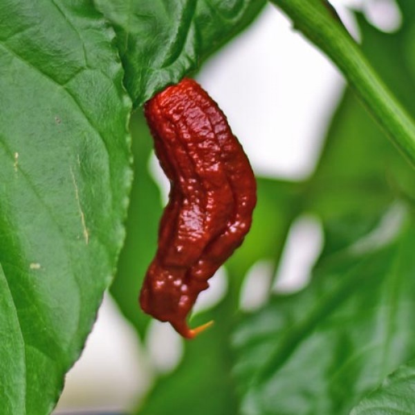 Bio_Carolina_Reaper_Brown_Chili_Samen_01.jpg