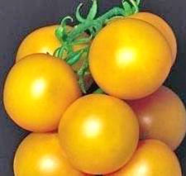 Ponderosa Yellow Tomato Seeds