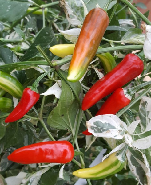 Fish Pepper Chili Seeds