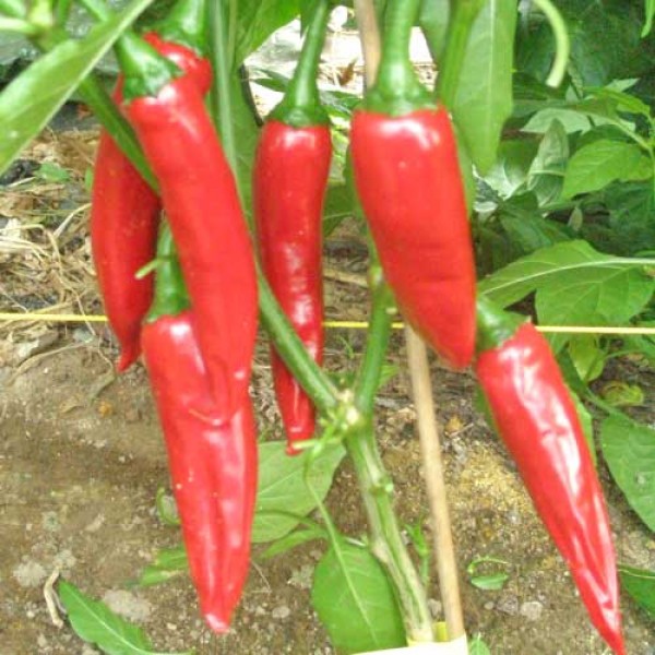 Kalocsai - Füszerpaprika Chili Seeds