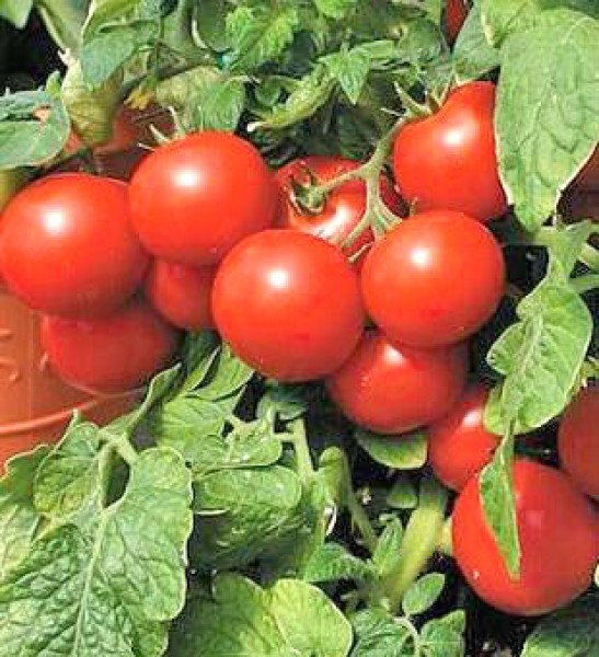 Large Cherry Tomato Seeds