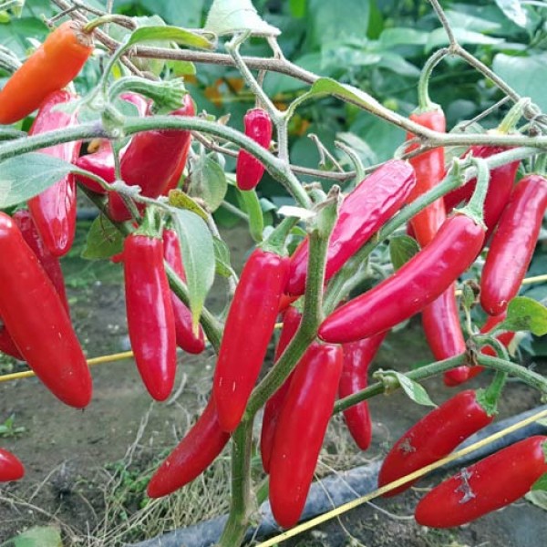 Serrano_del_Sol_Chili_Samen_1.jpg