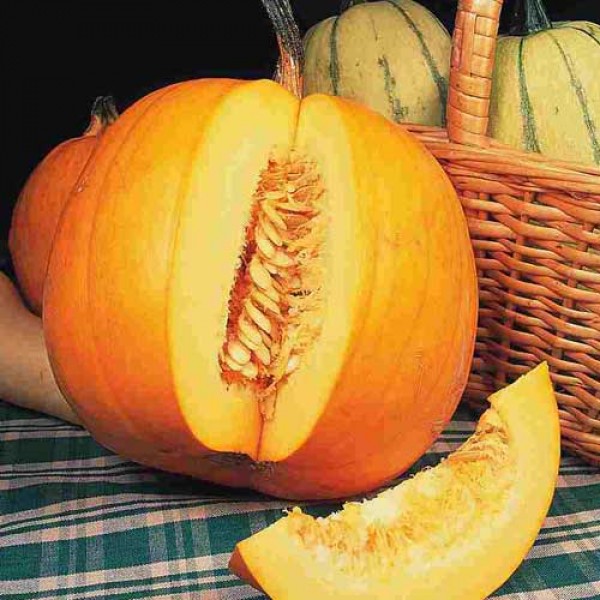 Kuerbis_Jack_OLantern_Samen_1.jpg