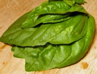 Basilikum_Napoletano_Bollosa_Samen_1.jpg Basilikum_Napoletano_Bollosa_Samen_1.jpg