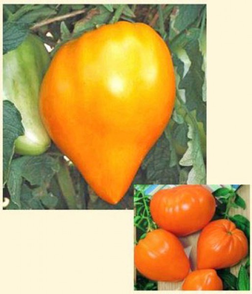 German Orange Strawberry Tomato Seeds