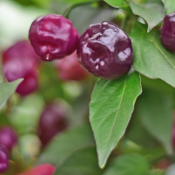 Organic Cheiro Roxa Chili Seeds