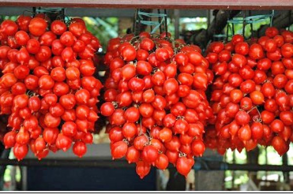 Fiaschetto Tomato Seeds