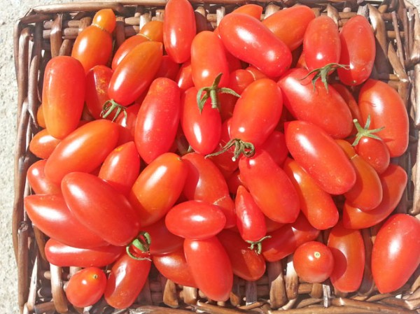 San Marzano Mini Tomato Seeds