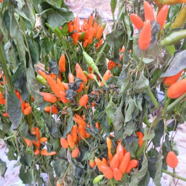 Stromboli Chili Seeds