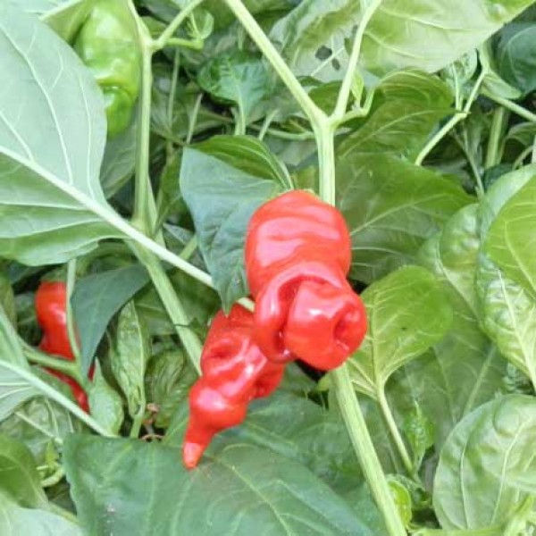 Organic Penis Pepper Red - Peter Pepper Chili Seeds