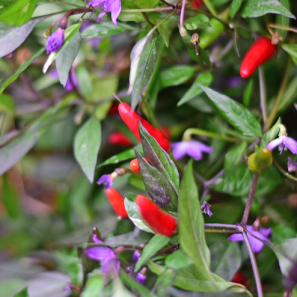 African Birdseye Chili Seeds