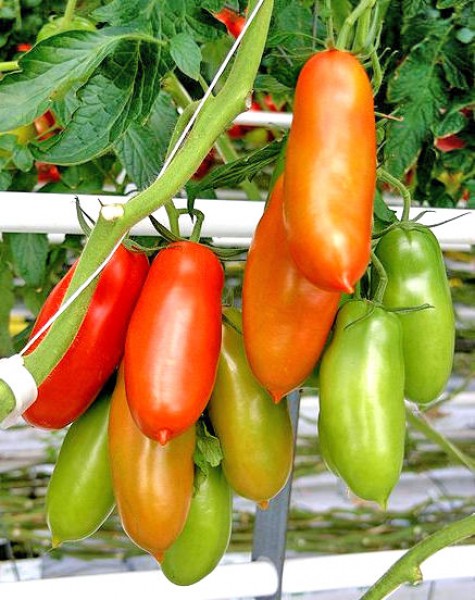 Napoli Tomato Seeds