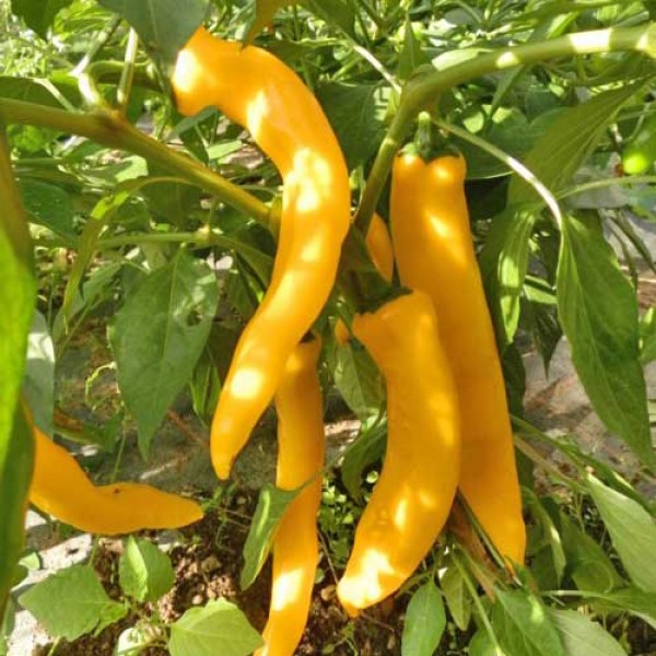 NuMex Sunrise Chili Seeds