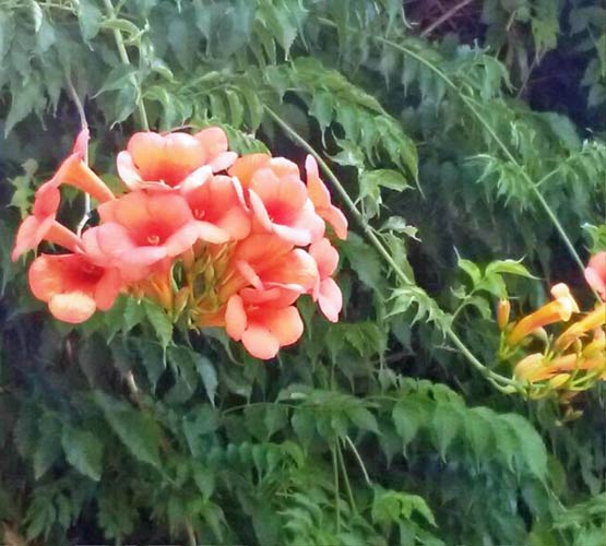 Chinese Trumpet Vine Seeds buy online at