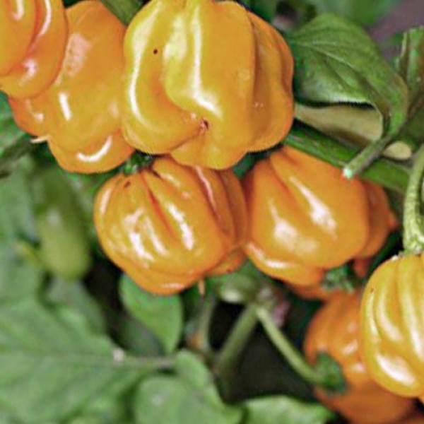 West Indian Chili Seeds