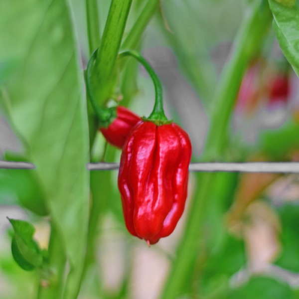 Habanero_Ugandian_Red_Chili_Samen_1.jpg