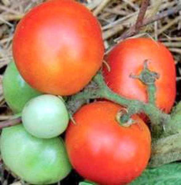 Czech Bush Tomato Seeds