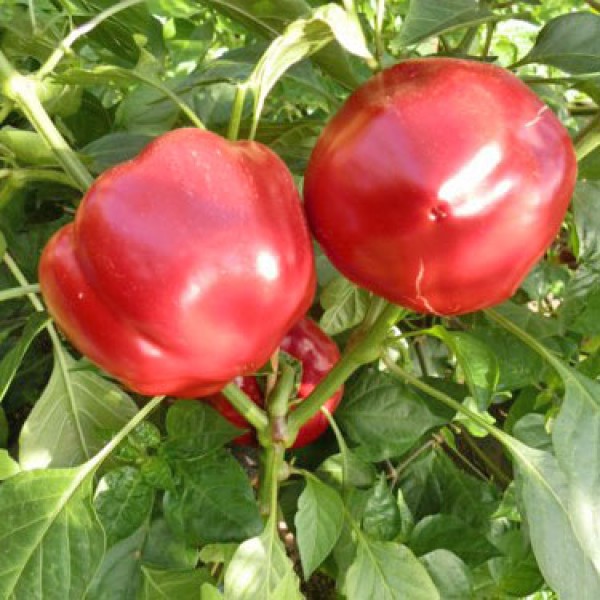 Peppino Chili Seeds