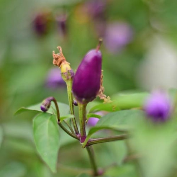 Organic Bolivian Rainbow Chili Seeds