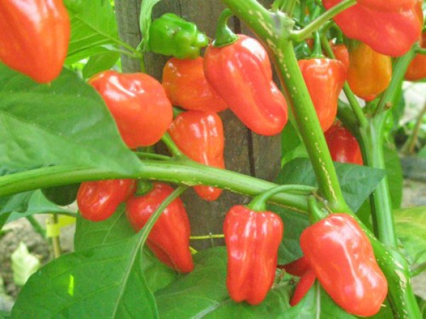 Habanero Zavory Red Chili Seeds