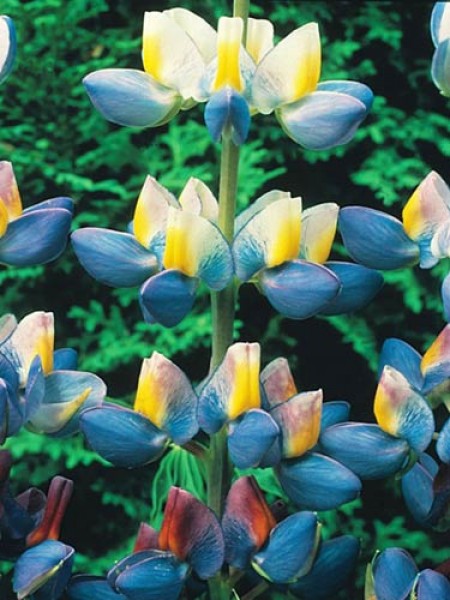 Lupine_Sunrise_Samen_1.jpg