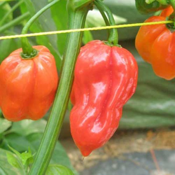 Habanero_Caribbean_Red_Chili_Samen_1.jpg