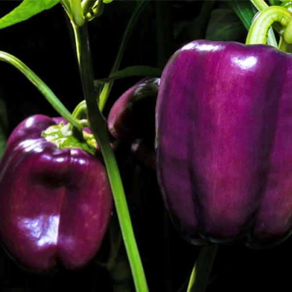 Bio_Viola_-_Violett_Paprika_Chili_Samen_01.jpg