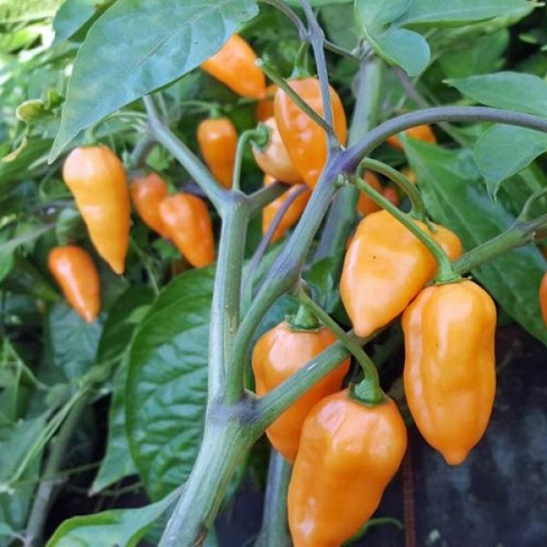 Orange_Lantern_Chili_Samen_1.jpg