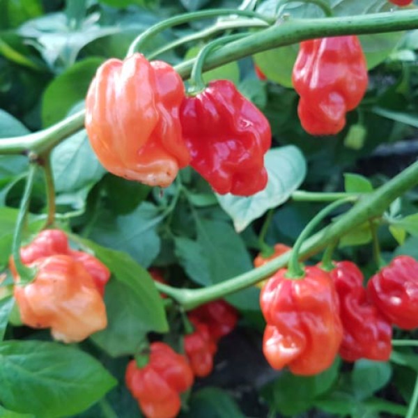 Habanero Aji Chombo Red Chili Seeds