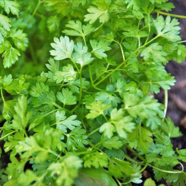 Growing chervil from seed