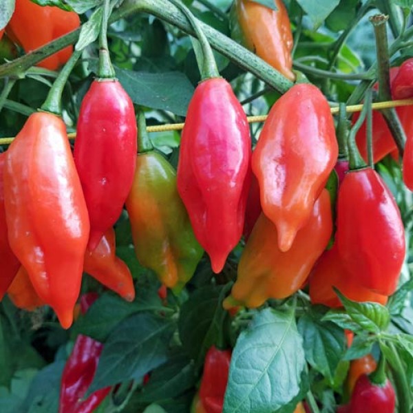 Habanero Maya Red Chili Seeds