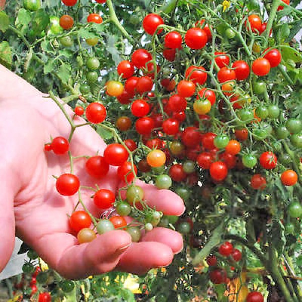 Currant Sweet Pea Tomato Seeds