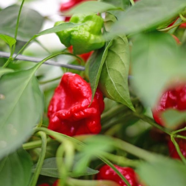 Scotch_Bonnet_Chili_Samen_1.jpg