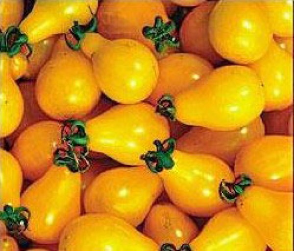 Yellow Pear Cherry Bell Tomato Seeds