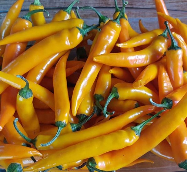 Cayenne_Orange_Chili_Samen_1.jpg