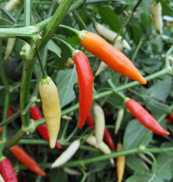 Aji Omnicolor Chili Seeds